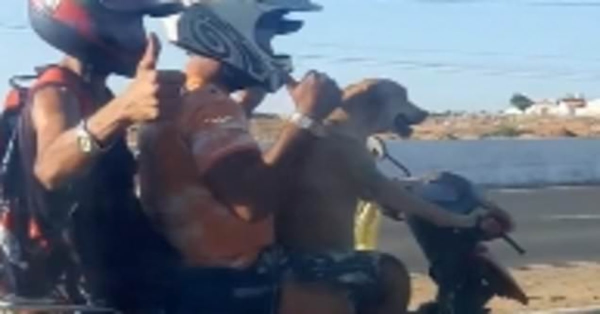 Un cucciolo di Labrador guida una motocicletta con due passeggeri a bordo (VIDEO)