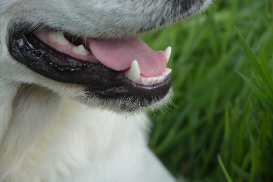 denti del cane