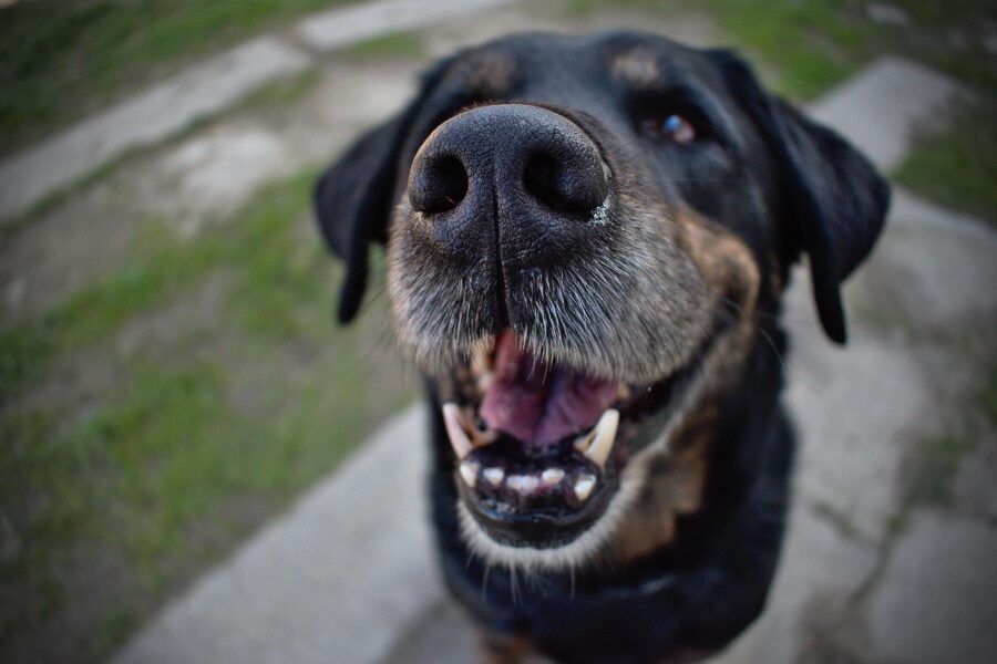 cane con bocca aperta