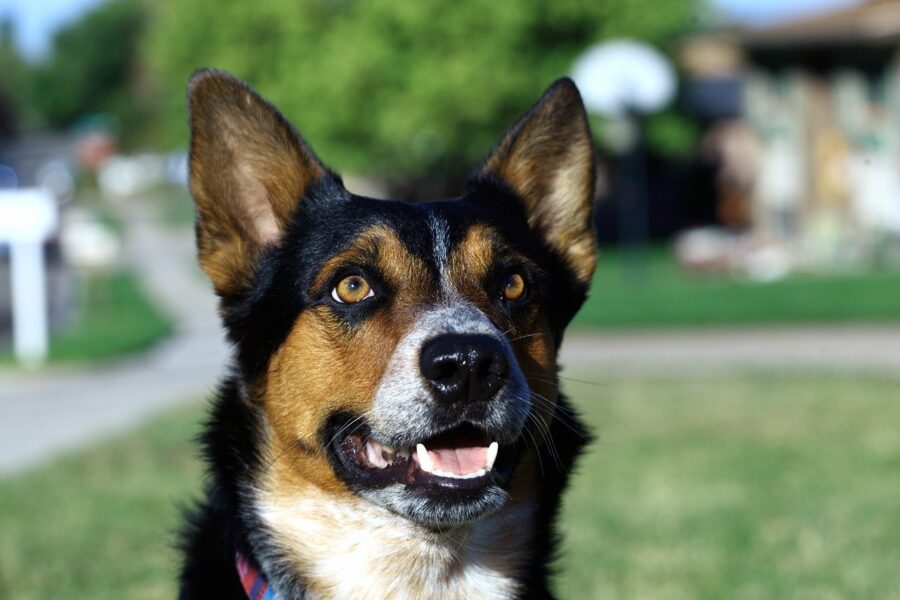 cane con denti di fuori