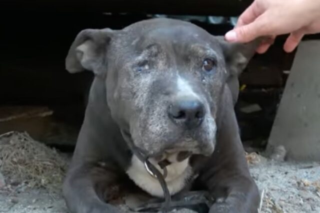 Cane anziano ha vissuto per nove anni sotto un container, ma i suoi ultimi istanti sono stati finalmente felici