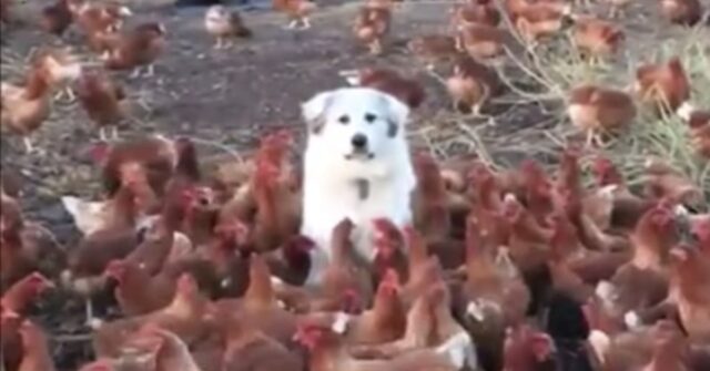 Shilo, il cucciolo di Pastore dei Pirenei abituato a stare in mezzo alle galline  (VIDEO)