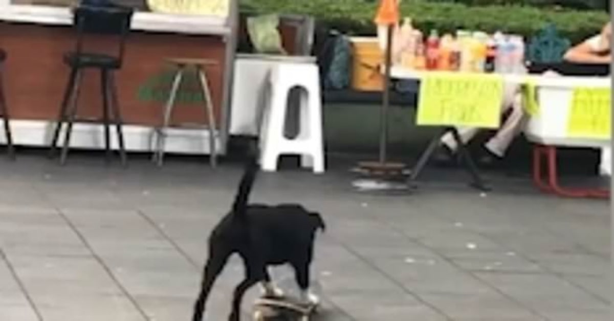 Un cucciolo di cane fa un giro in skate e provoca un simpatico incidente (VIDEO)