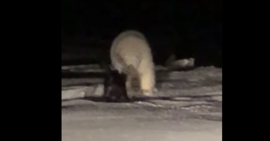 incontro cane e orso polare