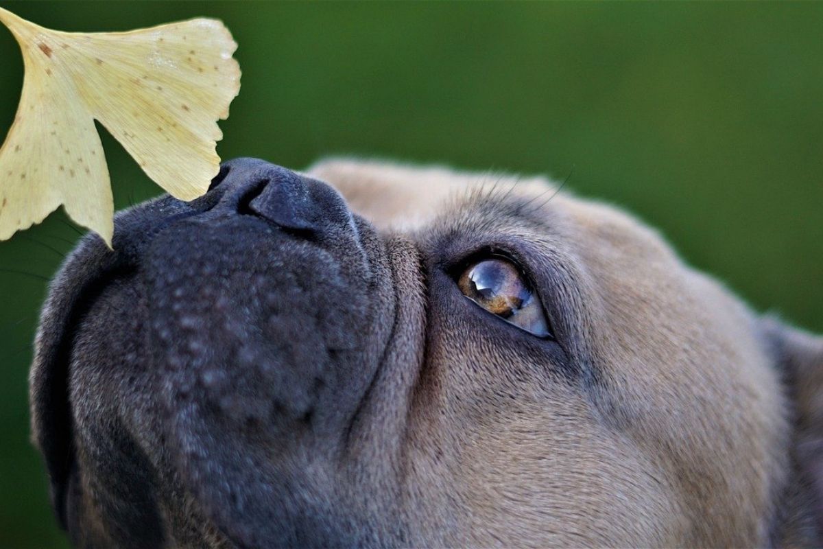 cane su un prato