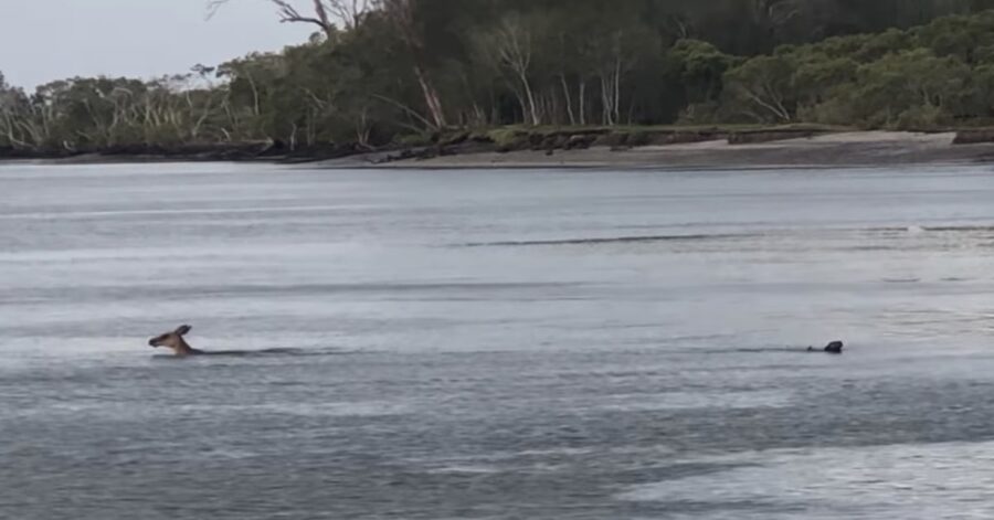 canguro e cane nel lago 