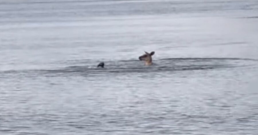 canguro e cane si picchiano nel lago