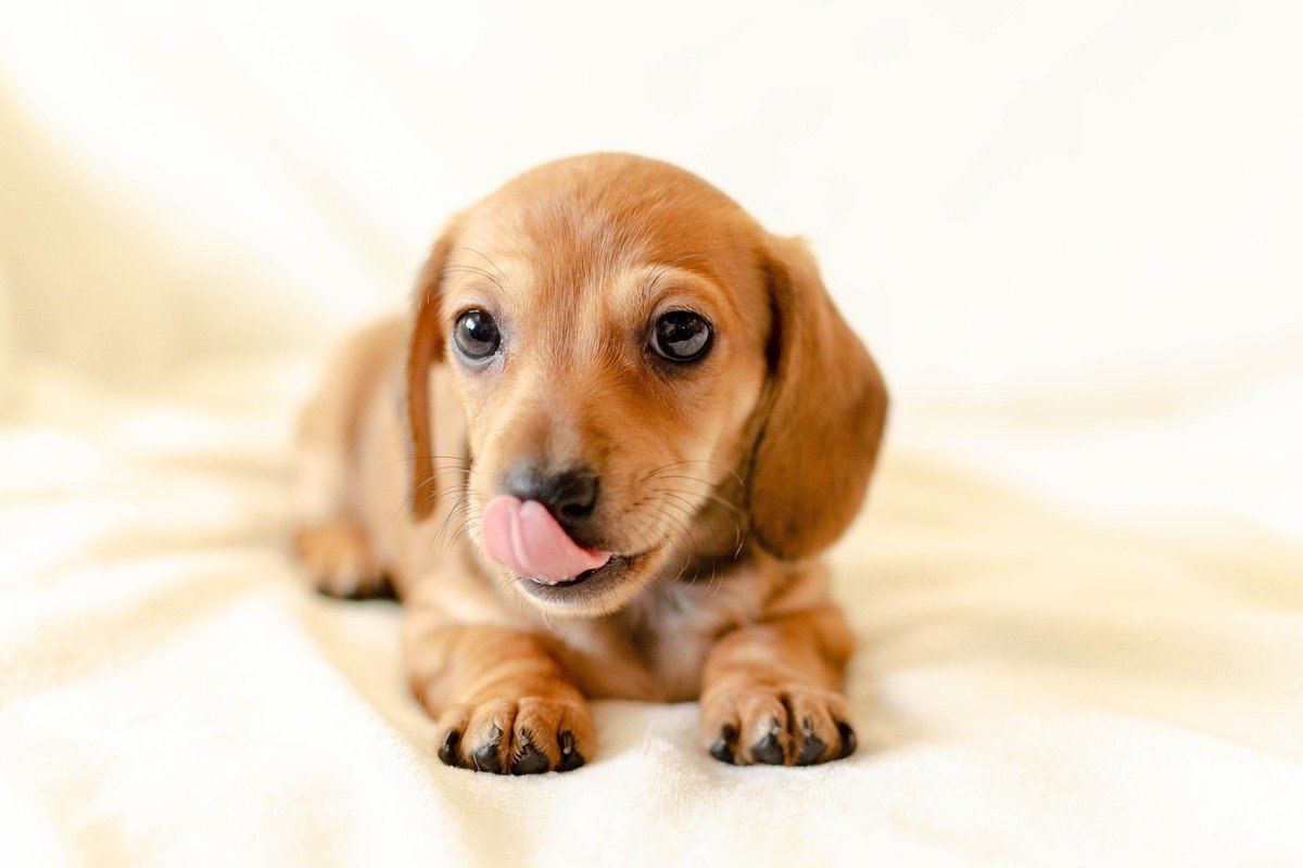 cucciolo di bassotto