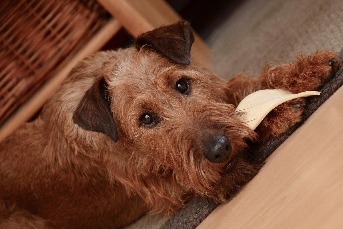 cane marrone che mastica un oggetto