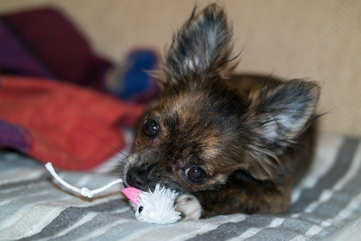 chihuahua nero a pelo lungo che gioca