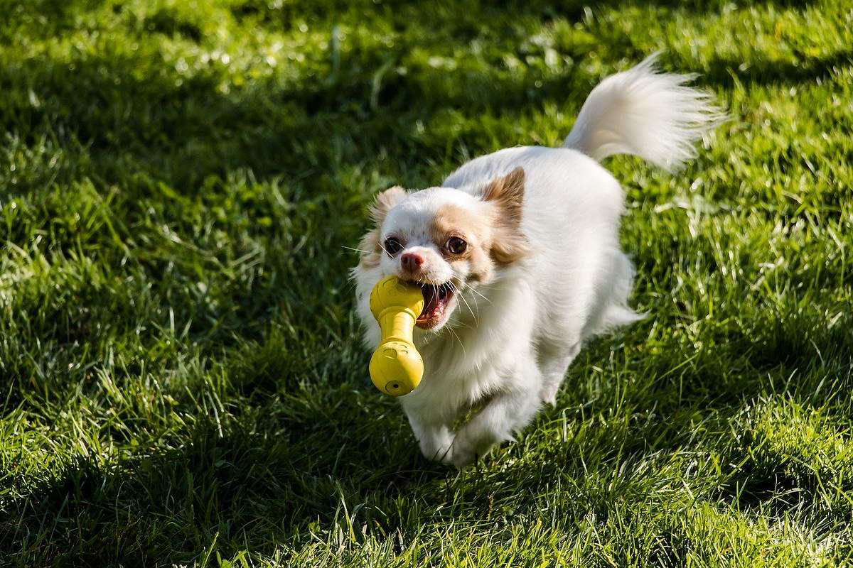 cane che corre con un giocattolo in bocca