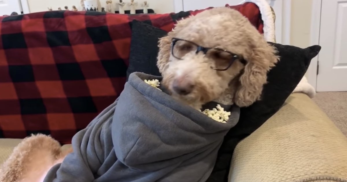 Un cucciolo di Goldendoodle mangia popcorn generando vari commenti in rete (VIDEO)