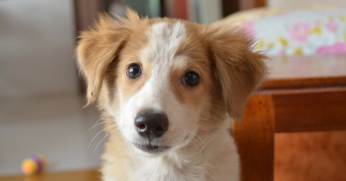 Cane mangia vetro: come intervenire tempestivamente?