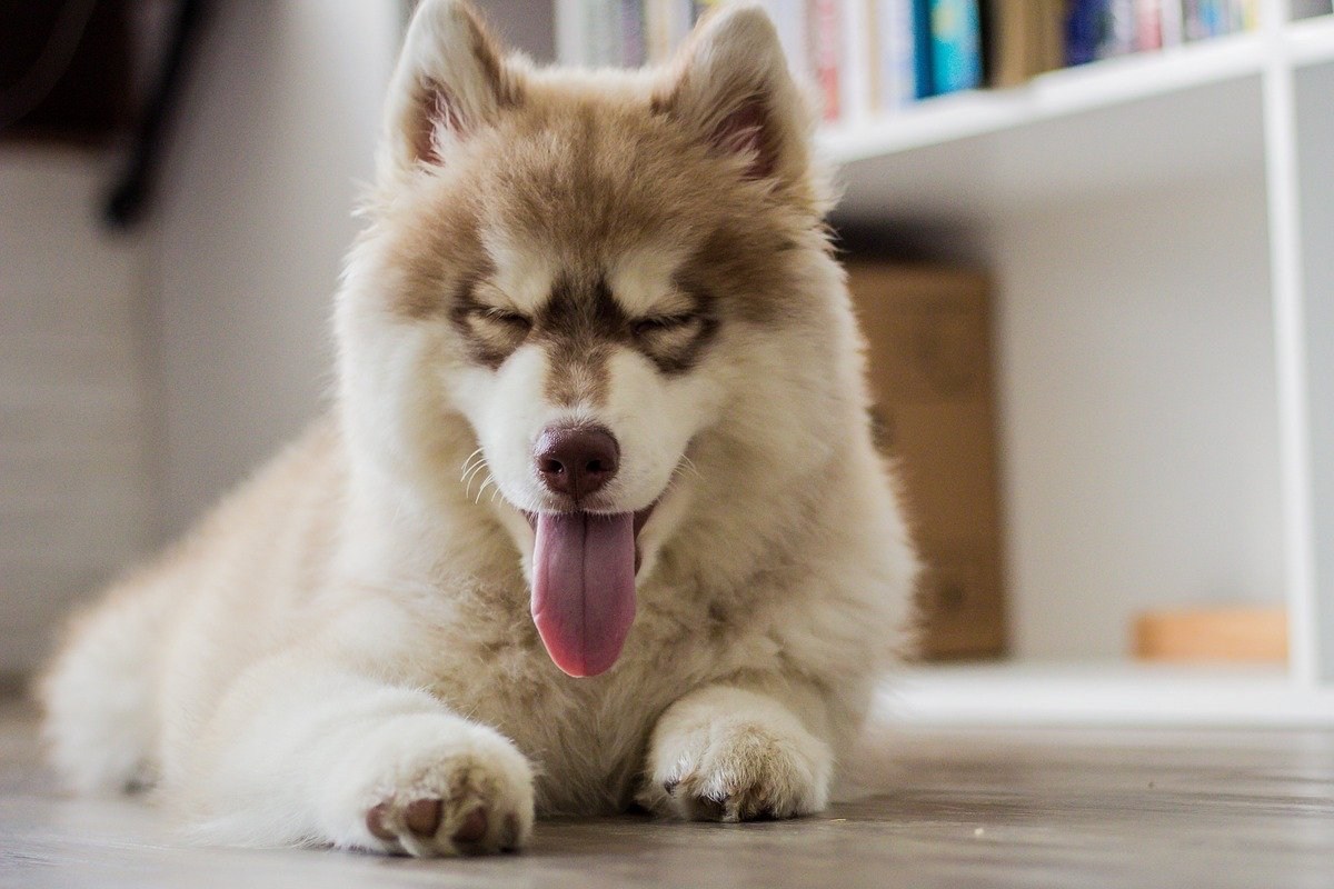 cucciolo di husky