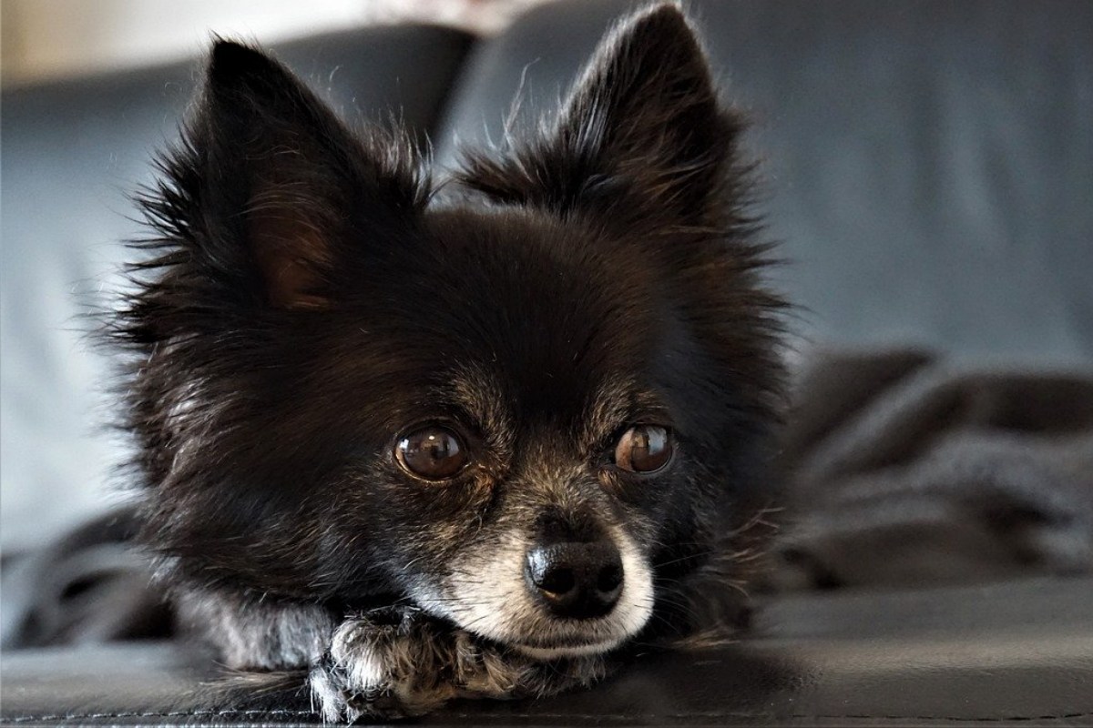 chihuahua a pelo lungo di colore nero