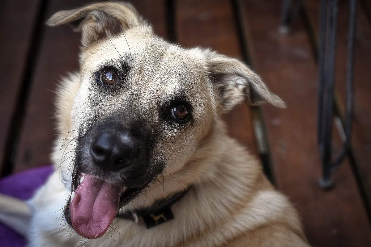 cane con la lingua di fuori