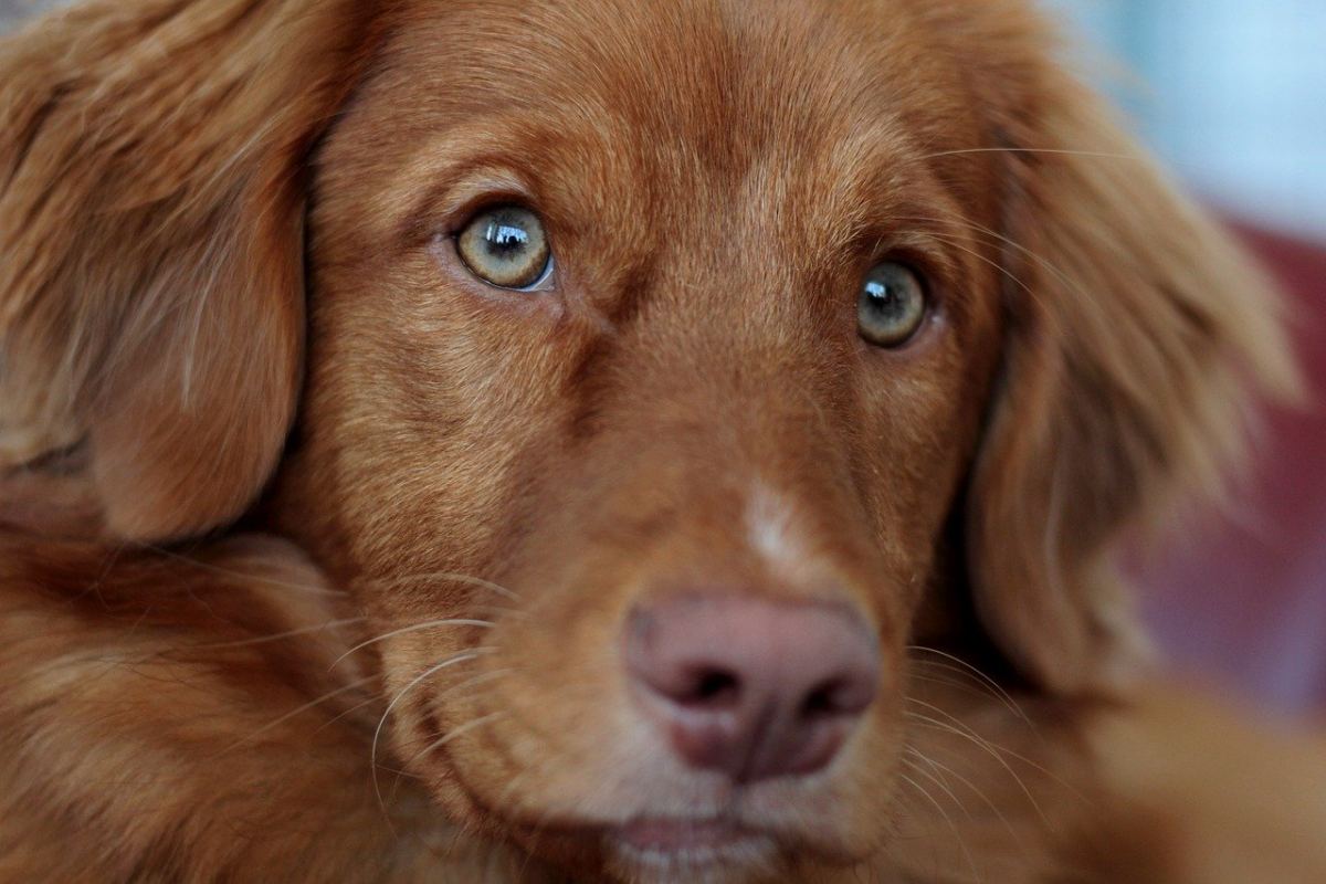 cane marrone con gli occhi azzurri