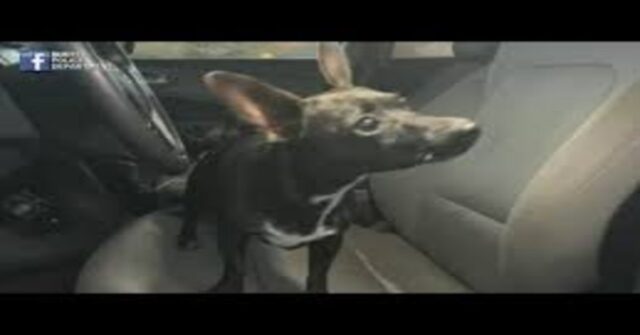 Il dispetto del suo cucciolo di Chihuahua costa caro alla proprietaria di un lussuoso SUV (VIDEO)