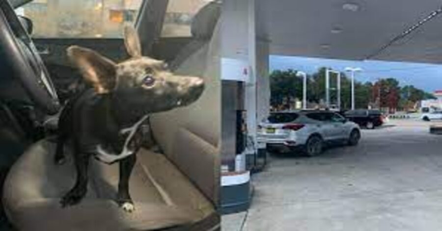 due foto cane nero mette in moto retromarcia e benzinaio