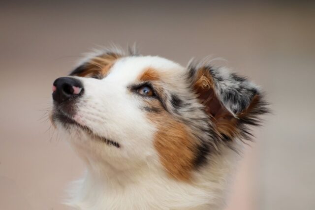 Il cane mi guarda di sbieco: cosa significa?