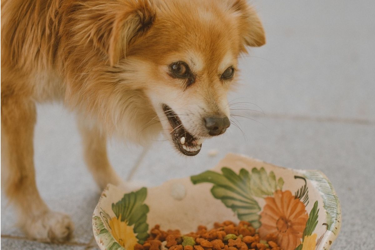 cane minaccioso con ciotola di cibo