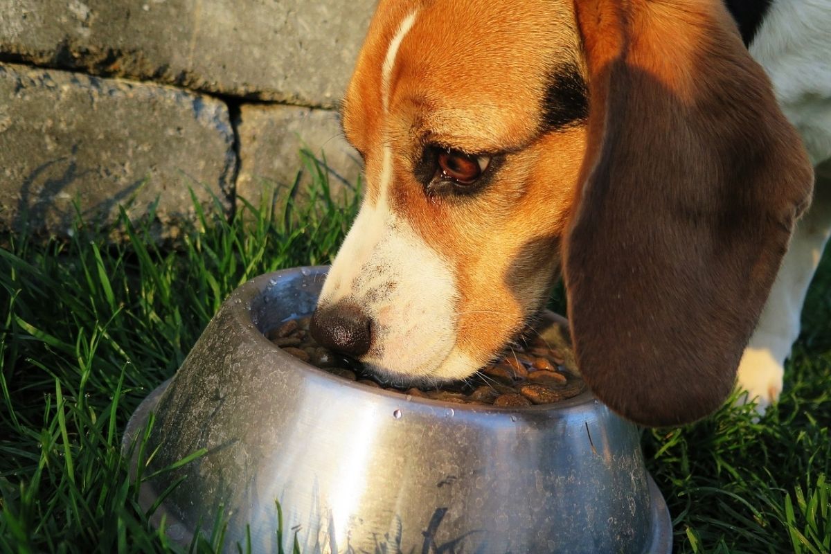 Cane mangia cibo da una ciotola