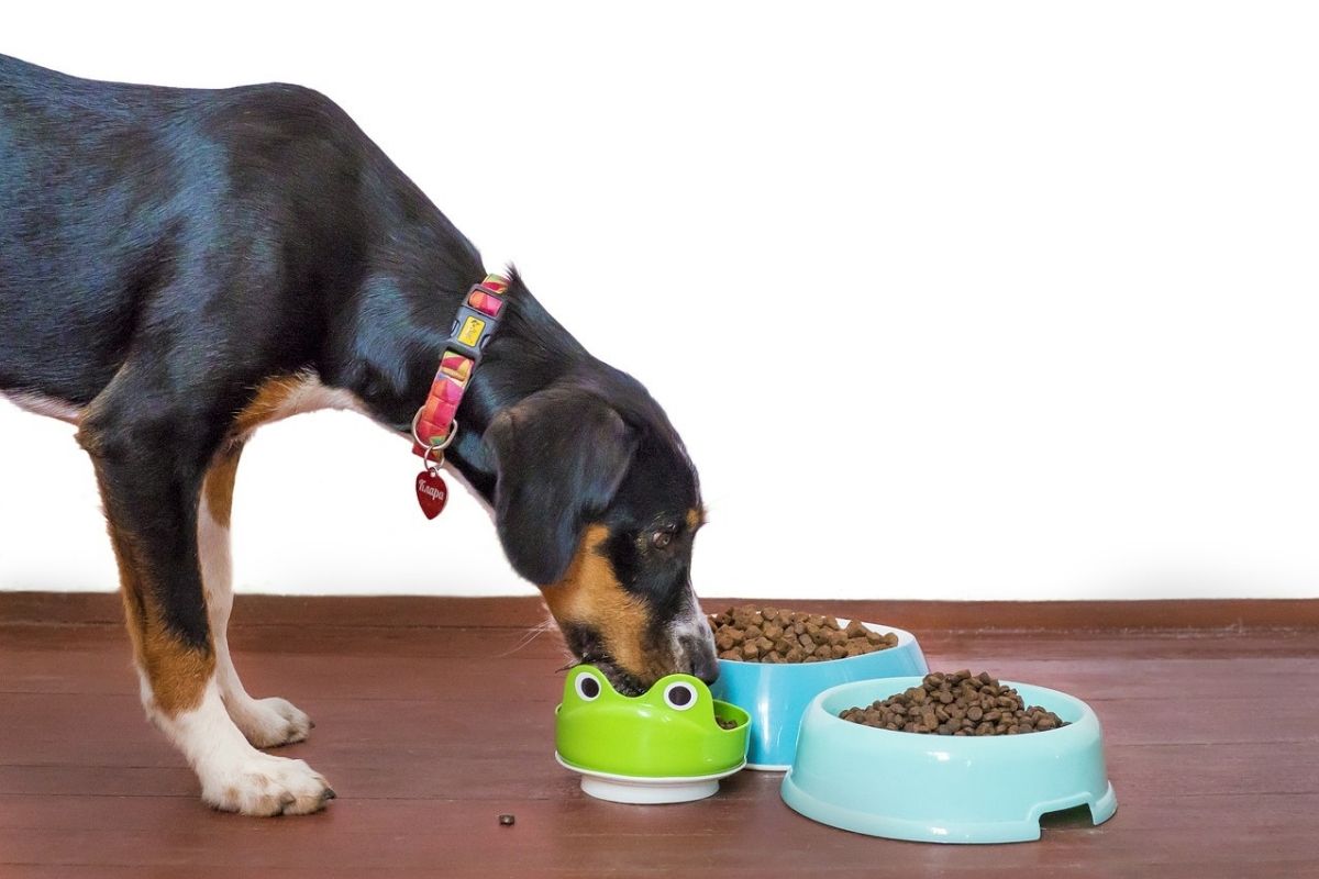 Cane domestico con collare mangia da ciotole colorate