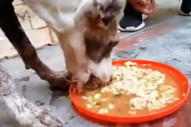cane mangia