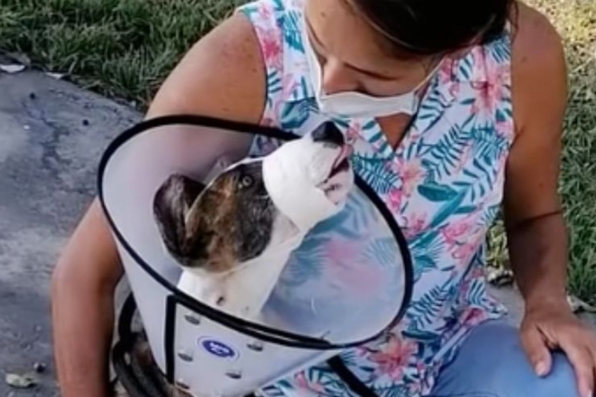 Cane oggi finalmente felice si lascia alle spalle le tragedie che l’hanno ferito (VIDEO)