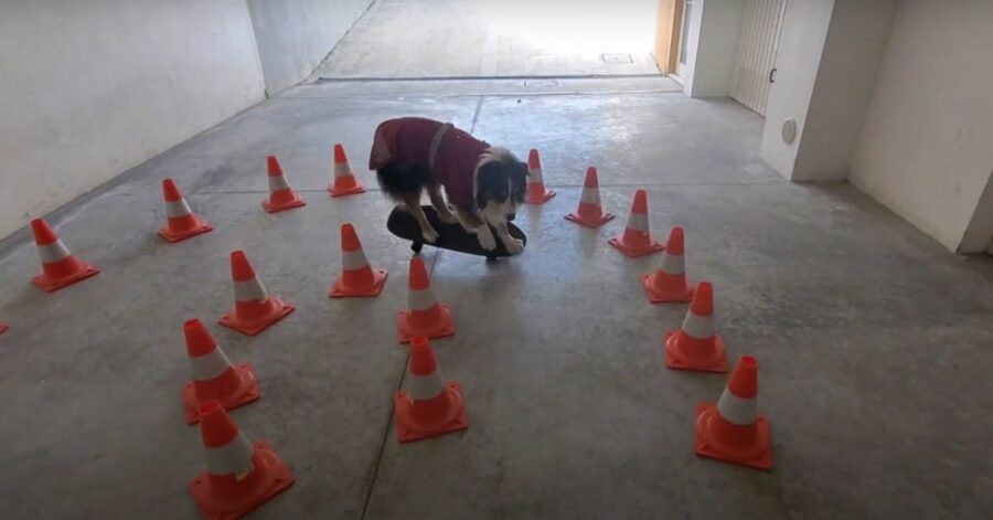 cane esegue percorso birilli in skateboard