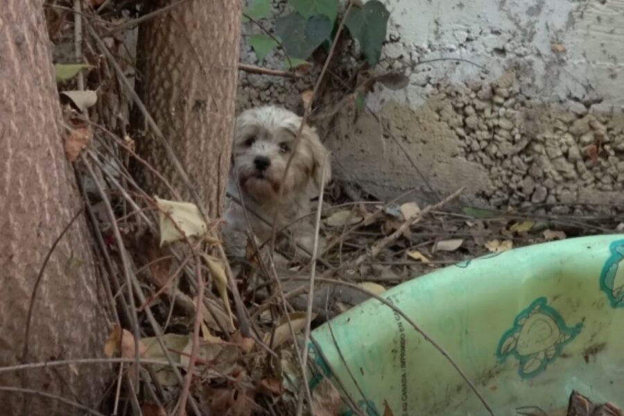 cane indifeso e sporco