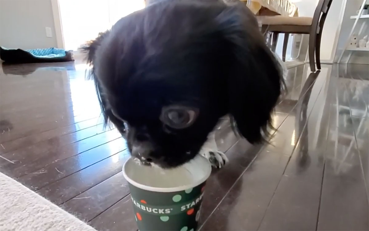 cane assaggia un cappuccino
