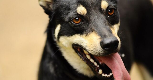 Il cane può ingoiare i tappi di plastica con cui gioca?