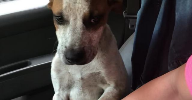 Il cucciolo di cane reagisce così quando capisce che è stato adottato (VIDEO)