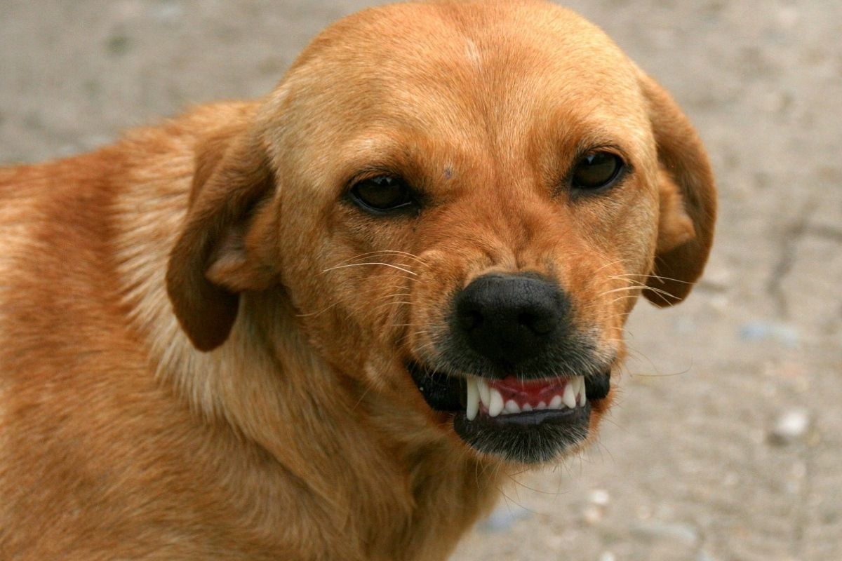 Perché il cane ringhia da solo?