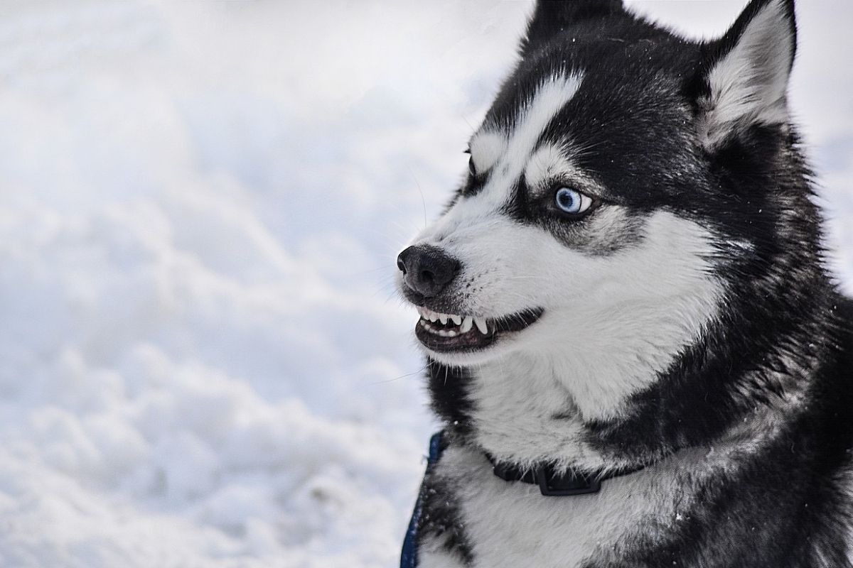 cane con occhi azzurri ringhia sulla neve