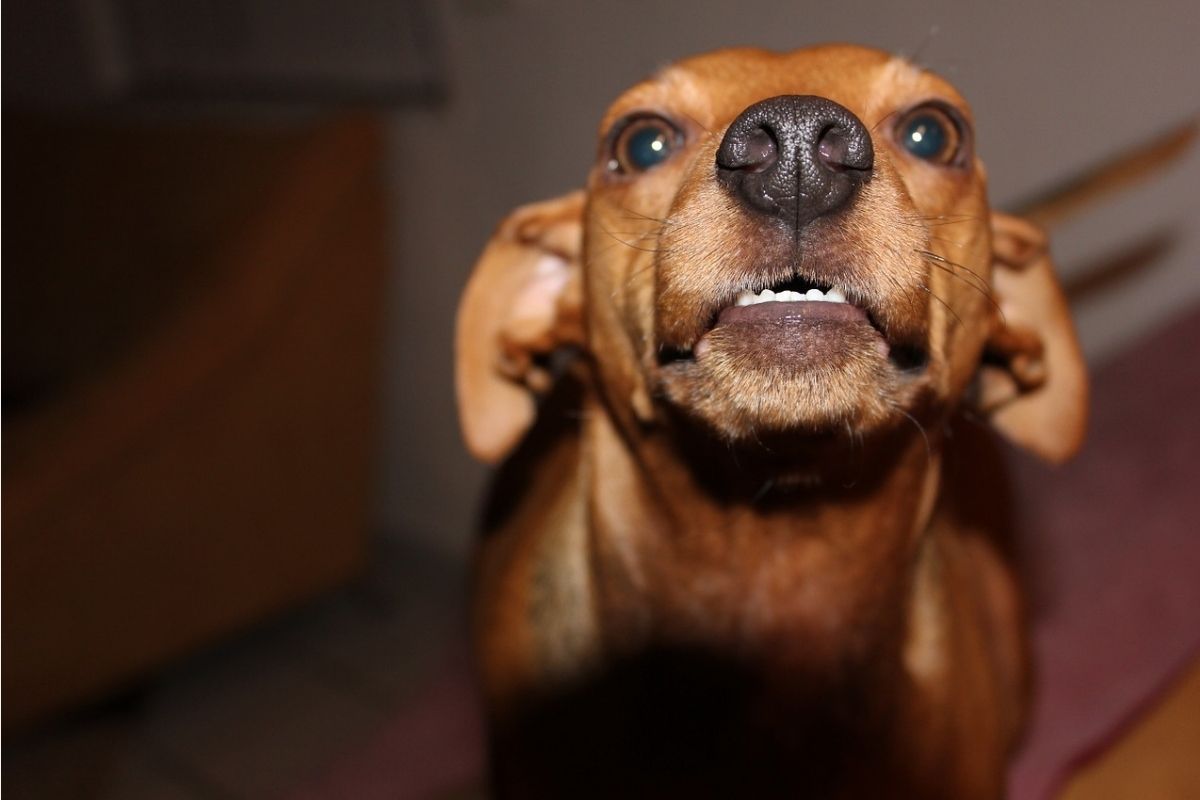 Primo piano di un cane che mostra i denti 