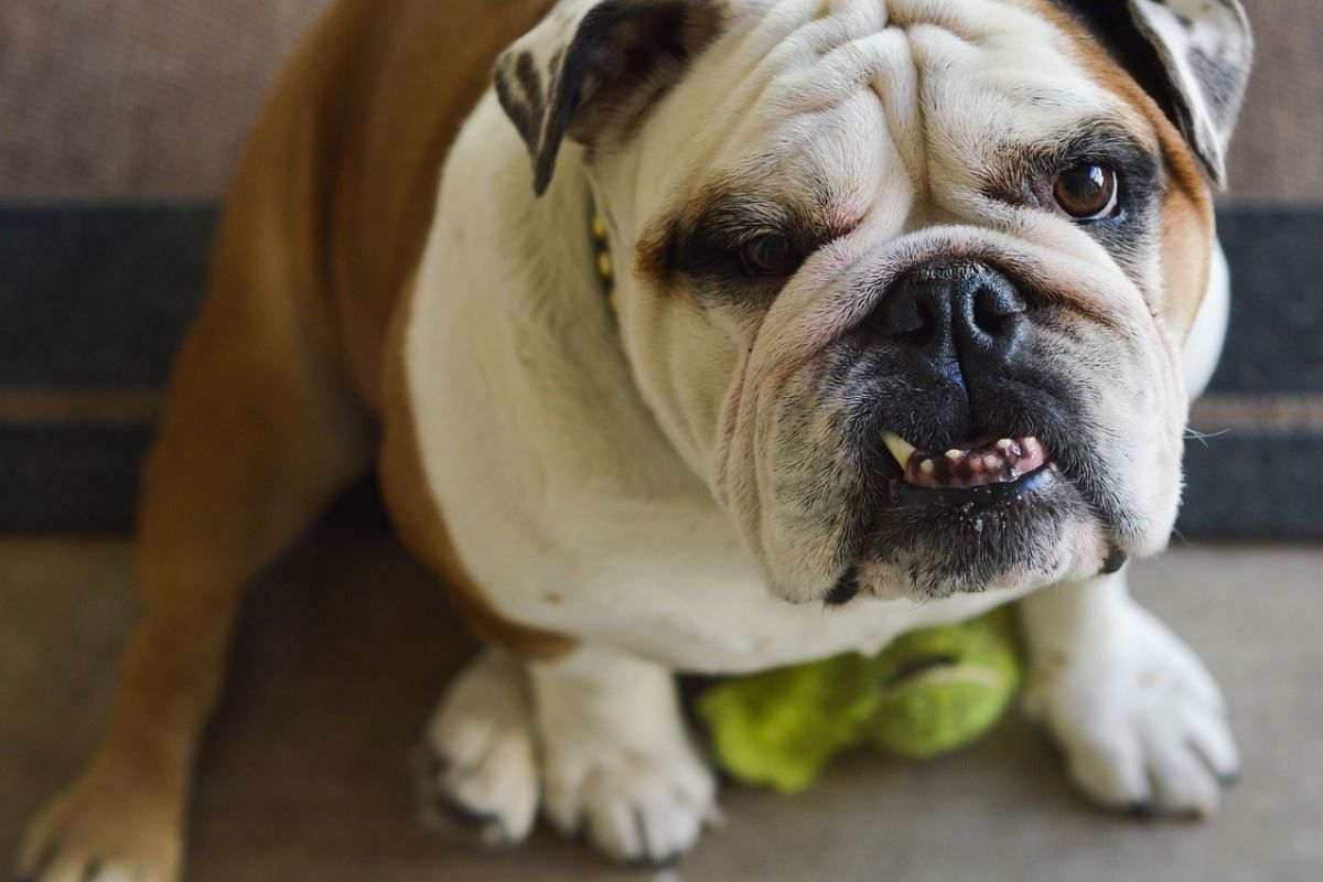 cane con un dente che sporge dalla bocca