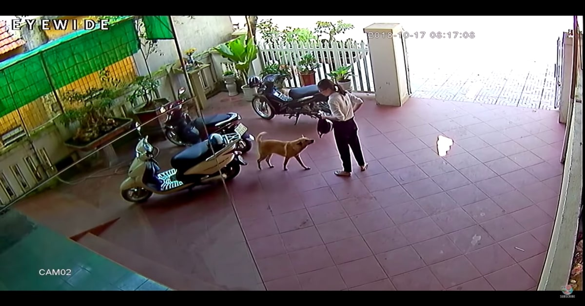 Un cucciolo di cane riporta il portafoglio a una donna che lo aveva perduto (VIDEO)