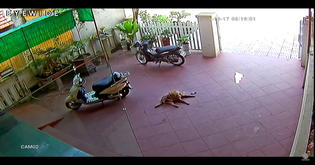cane sdraiato in un garage