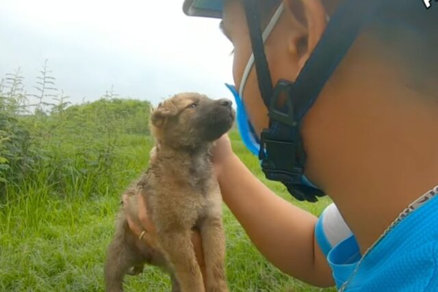 Il cane trovato nell’erba è un cucciolo bisognoso di cure: lo straordinario recupero lo ha reso finalmente felice (VIDEO)