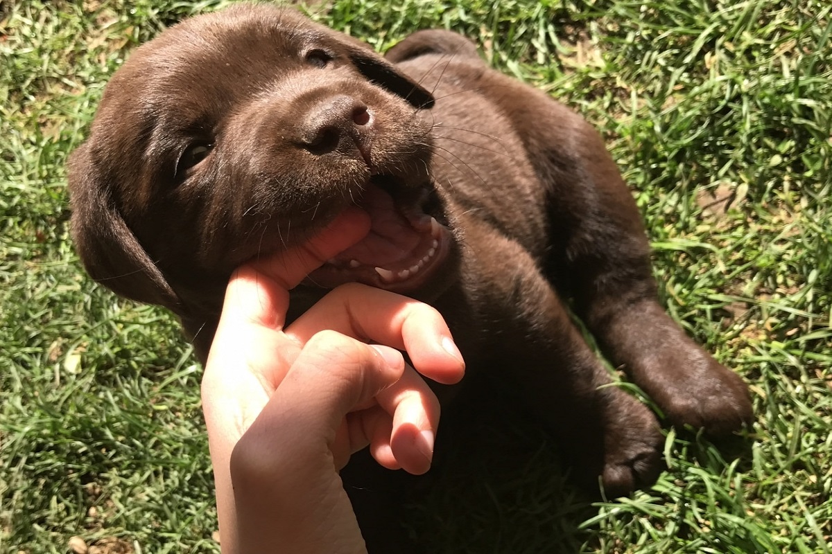 cucciolo di cane che mordicchia