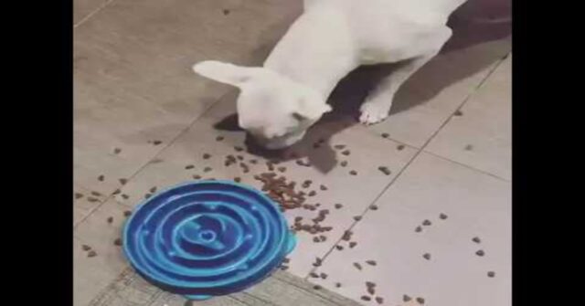 Sid, il cucciolo di Bull Terrier che non ama la ciotola anti-ingozzamento (VIDEO)