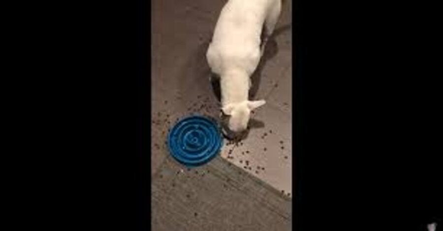 Bull Terrier rovescia ciotola labirinto