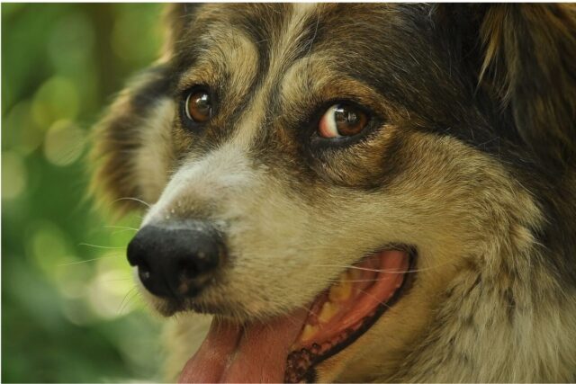 Il cane sembra soffochi: che cosa gli succede?