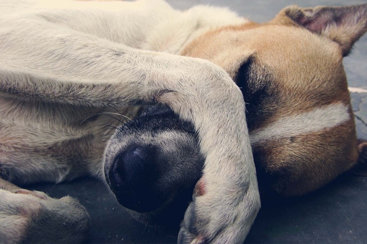 Perché il cane sembra ubriaco?