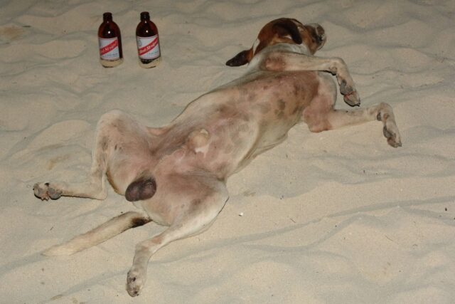 cane riverso sulla spiaggia