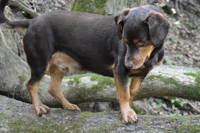 cane su un tronco