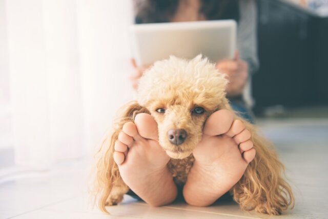 Cane sente la puzza dei piedi, come funziona l’olfatto di Fido