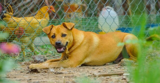 Tailandia: un cucciolo di cane separa due galline che stanno litigando (VIDEO)